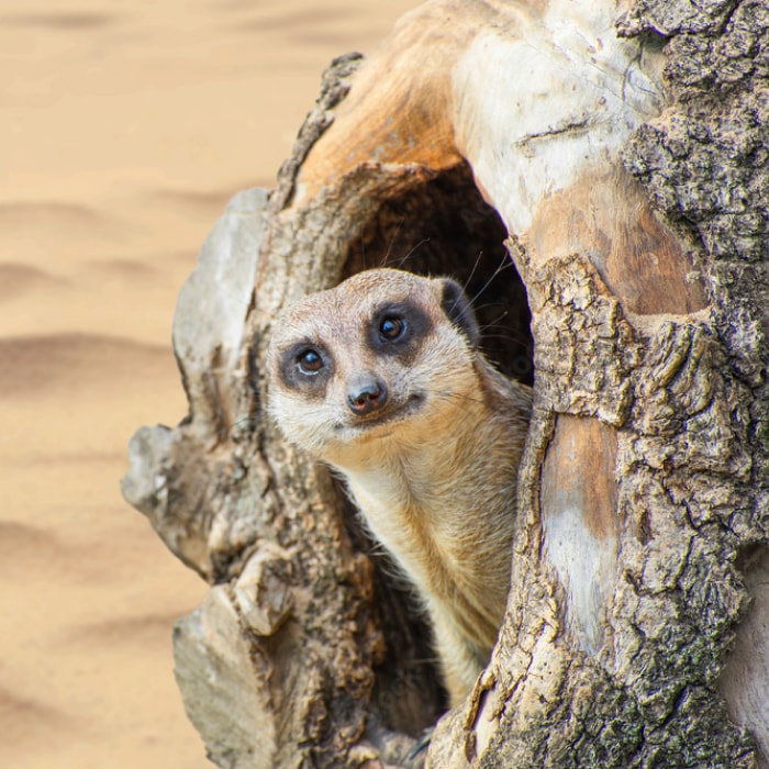 Meerkat Manor