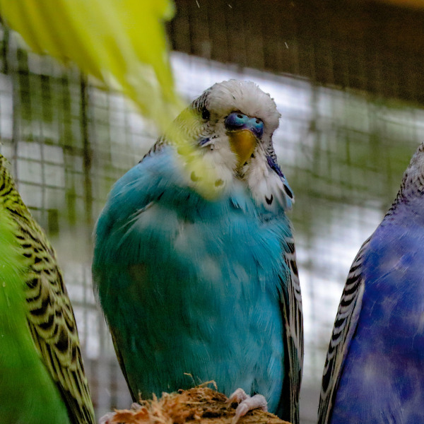 New addition to Wicky's Farmyard: Budgies!