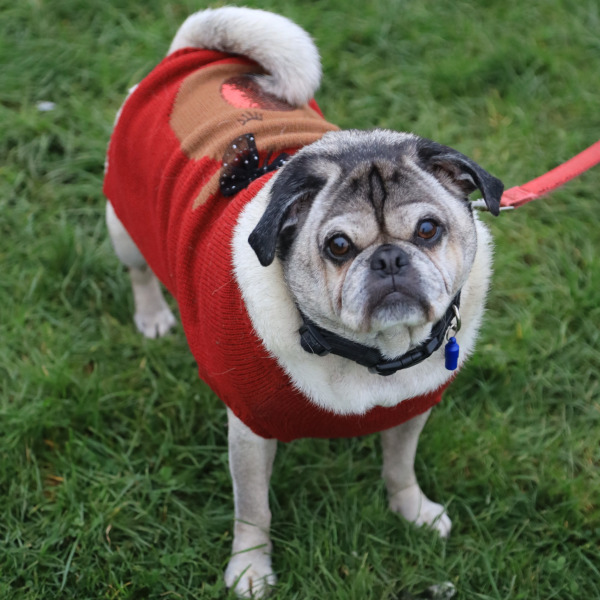 Meet our Santa Paws for 2025