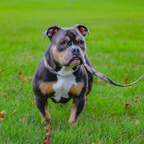 Did you know that Wicksteed Park is dog friendly?