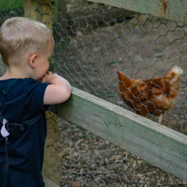 Wicky's Farmyard at Wicksteed Park