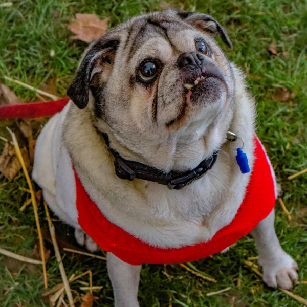 Santa Paws in the Park - could your dog be the new Santa Paws?